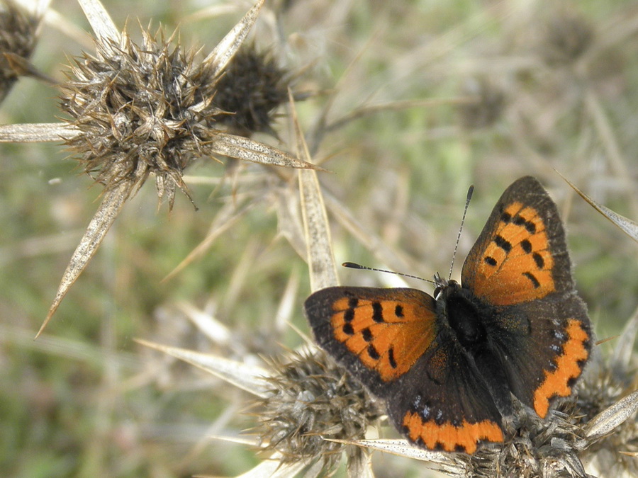 Lycaena dispar o phlaeas?